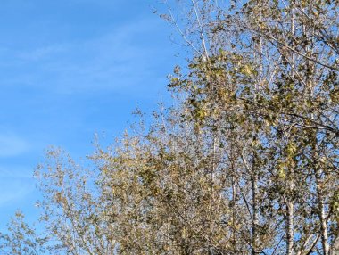 Sonbahar yaprakları, sonbahar mevsimi bitki manzarası 