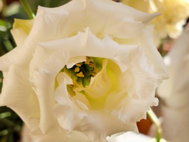 Güzel narin çiçeğin yakın görüntüsü, çiçek konsepti