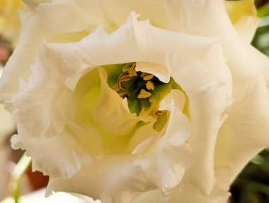 Güzel narin çiçeğin yakın görüntüsü, çiçek konsepti