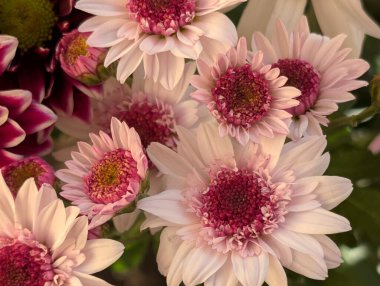 Kapalı yaz bahçesinde açan güzel çiçeklerin manzarası         