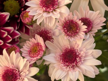 Güzel kasımpatı çiçekleri kapatın, doğa duvar kağıtları         