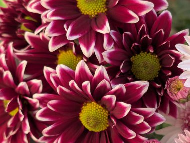 Kapalı yaz bahçesinde açan güzel çiçeklerin manzarası         