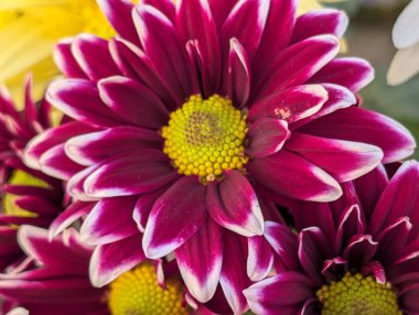 Kapalı yaz bahçesinde açan güzel çiçeklerin manzarası         