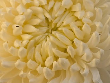 Güzel kasımpatı çiçeği, çiçekli duvar kağıdı, kapat.       