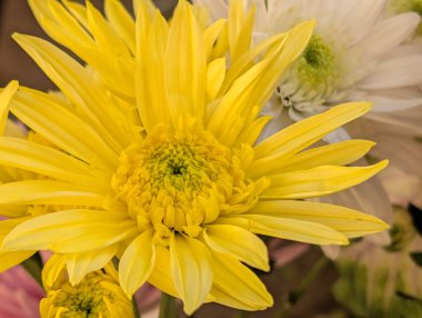 Kapalı yaz bahçesinde açan güzel çiçeklerin manzarası         