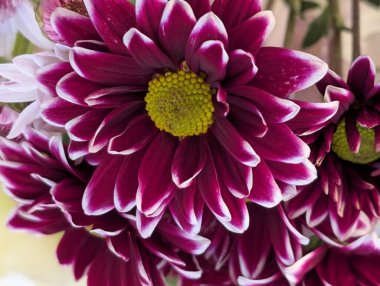 Güzel, narin çiçeklerin, doğal duvar kağıtlarının manzarasını kapat.       