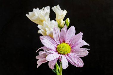 Koyu arkaplanda güzel çiçekler, yaz konsepti, yakın görüş             