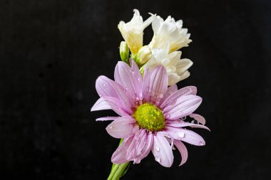 Koyu arkaplanda güzel çiçekler, yaz konsepti, yakın görüş        