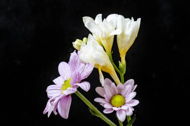 Koyu arkaplanda güzel çiçekler, yaz konsepti, yakın görüş             