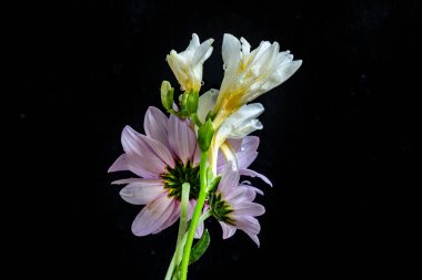 Koyu arkaplanda güzel çiçekler, yaz konsepti, yakın görüş             