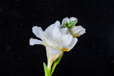 Koyu arkaplanda güzel çiçekler, yaz konsepti, yakın görüş        