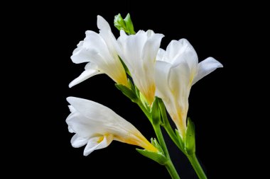 Koyu arkaplanda güzel çiçekler, yaz konsepti, yakın görüş        