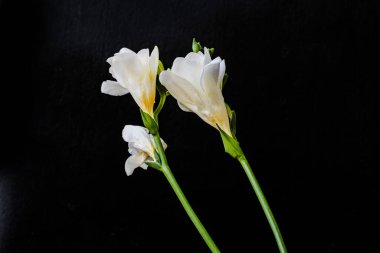 Koyu arkaplanda güzel çiçekler, yaz konsepti, yakın görüş        