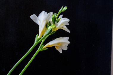 Koyu arkaplanda güzel çiçekler, yaz konsepti, yakın görüş        