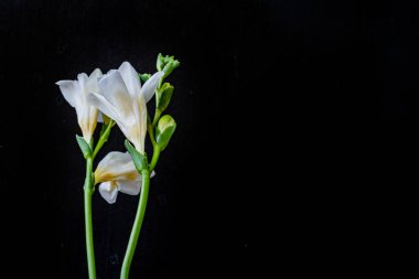 Koyu arkaplanda güzel çiçekler, yaz konsepti, yakın görüş        