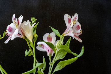 Koyu arkaplanda güzel çiçekler, yaz konsepti, yakın görüş        