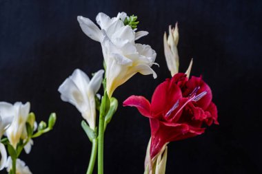 Koyu arkaplanda güzel çiçekler, yaz konsepti, yakın görüş             