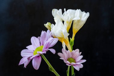 Koyu arkaplanda güzel çiçekler, yaz konsepti, yakın görüş        