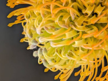 güzel turuncu iğneli protea çiçeği siyah arkaplanda 