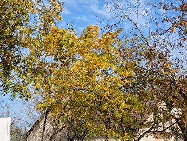 Ormandaki ağaçlarda sonbahar yaprakları