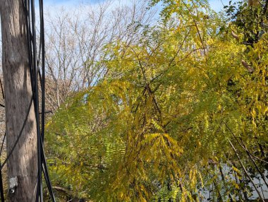 Güzel sonbahar ağaçları mavi gökyüzü arka planına karşı 