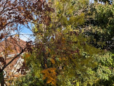 Güzel sonbahar ağaçları mavi gökyüzü arka planına karşı 