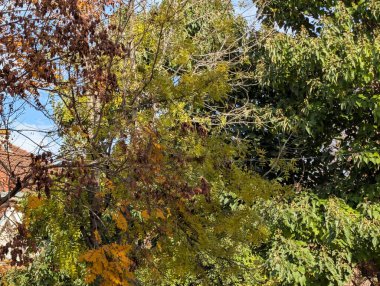 Güzel sonbahar ağaçları mavi gökyüzü arka planına karşı 