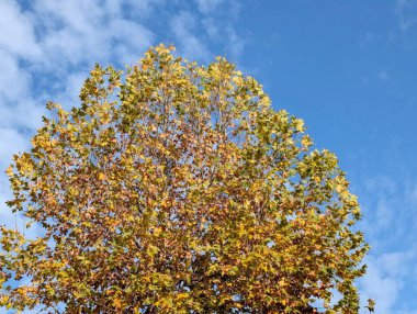 Güzel sonbahar ağaçları mavi gökyüzü arka planına karşı 