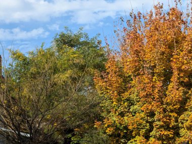 Güzel sonbahar ağaçları mavi gökyüzü arka planına karşı 