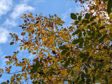 Güzel sonbahar ağaçları mavi gökyüzü arka planına karşı 
