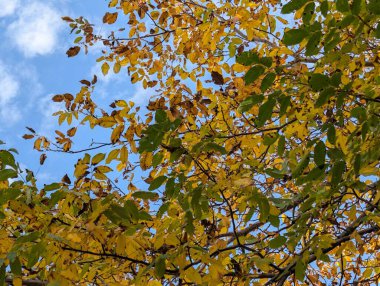 Güzel sonbahar ağaçları mavi gökyüzü arka planına karşı 