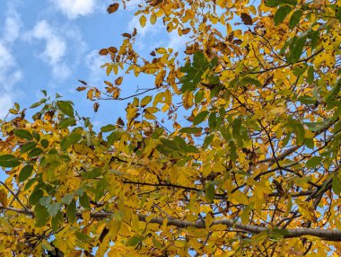 Güzel sonbahar ağaçları mavi gökyüzü arka planına karşı 