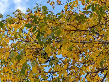 Güzel sonbahar ağaçları mavi gökyüzü arka planına karşı 