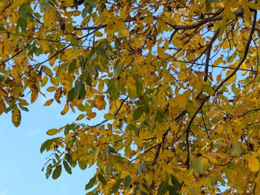 Güzel sonbahar ağaçları mavi gökyüzü arka planına karşı 