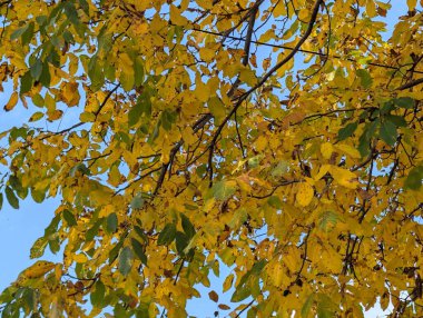 Güzel sonbahar ağaçları mavi gökyüzü arka planına karşı 
