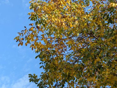 Güzel sonbahar ağaçları mavi gökyüzü arka planına karşı 