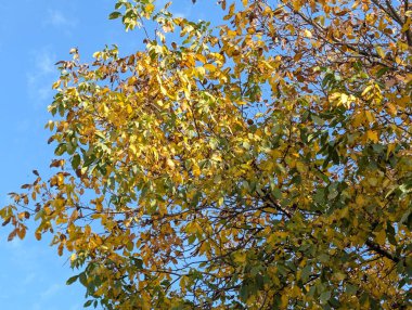 Güzel sonbahar ağaçları mavi gökyüzü arka planına karşı 
