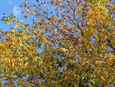 Güzel sonbahar ağaçları mavi gökyüzü arka planına karşı 