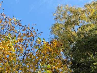 Güzel sonbahar ağaçları mavi gökyüzü arka planına karşı 