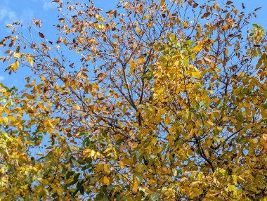 Güzel sonbahar ağaçları mavi gökyüzü arka planına karşı 