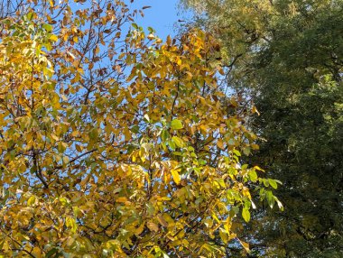 Güzel sonbahar ağaçları mavi gökyüzü arka planına karşı 