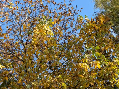 Güzel sonbahar ağaçları mavi gökyüzü arka planına karşı 