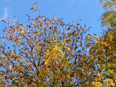 Güzel sonbahar ağaçları mavi gökyüzü arka planına karşı 