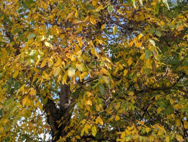 Güzel sonbahar ağaçları mavi gökyüzü arka planına karşı 