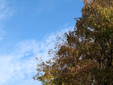 Güzel sonbahar ağaçları mavi gökyüzü arka planına karşı 