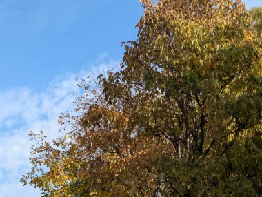 Güzel sonbahar ağaçları mavi gökyüzü arka planına karşı 
