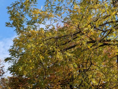 Güzel sonbahar ağaçları mavi gökyüzü arka planına karşı 