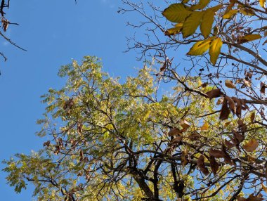 Güzel sonbahar ağaçları mavi gökyüzü arka planına karşı 