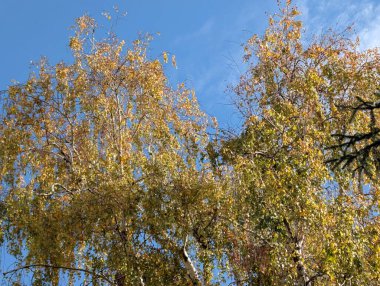 Güzel sonbahar ağaçları mavi gökyüzü arka planına karşı 