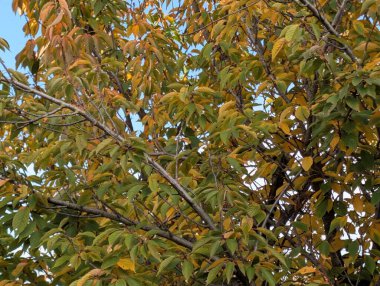 Güzel sonbahar ağaçları mavi gökyüzü arka planına karşı 